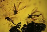 Fossil Fly (Diptera) Cluster In Baltic Amber #109478-1